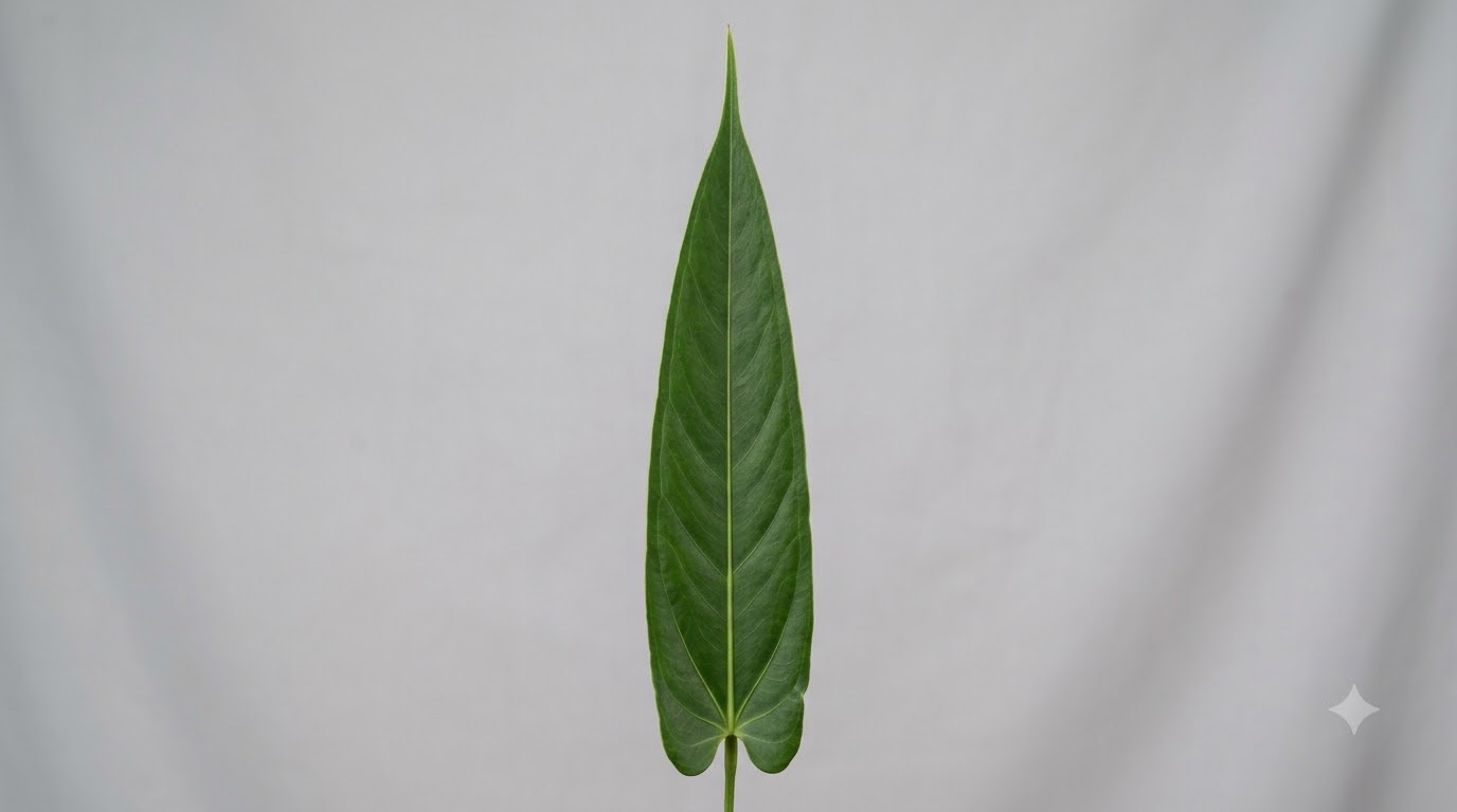 Anthurium angustispadix leaf against a plain background.