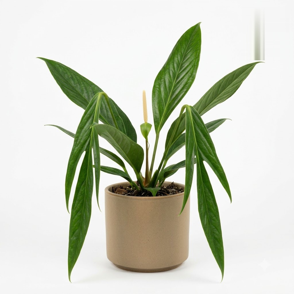 Anthurium angustispadix in a beige pot against a white background.