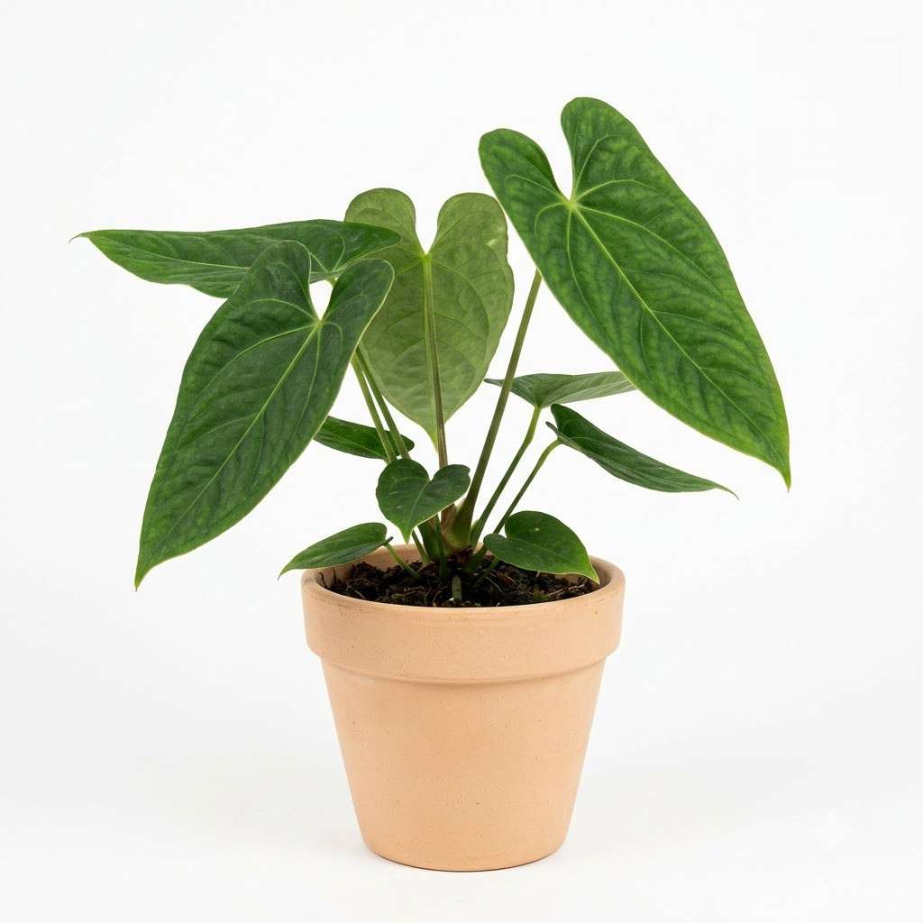 Potted Anthurium arenasense with large green textured leaves in a clay pot against a white background.