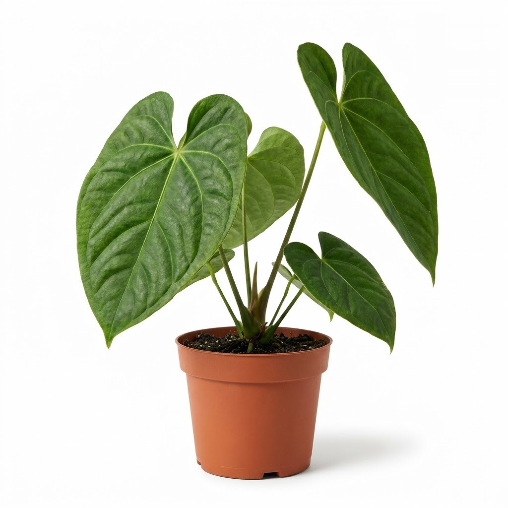 Anthurium collinsii in a terracotta-colored pot against a white background.