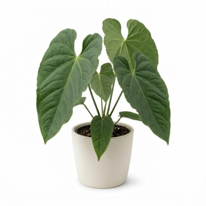 Anthurium asplundii