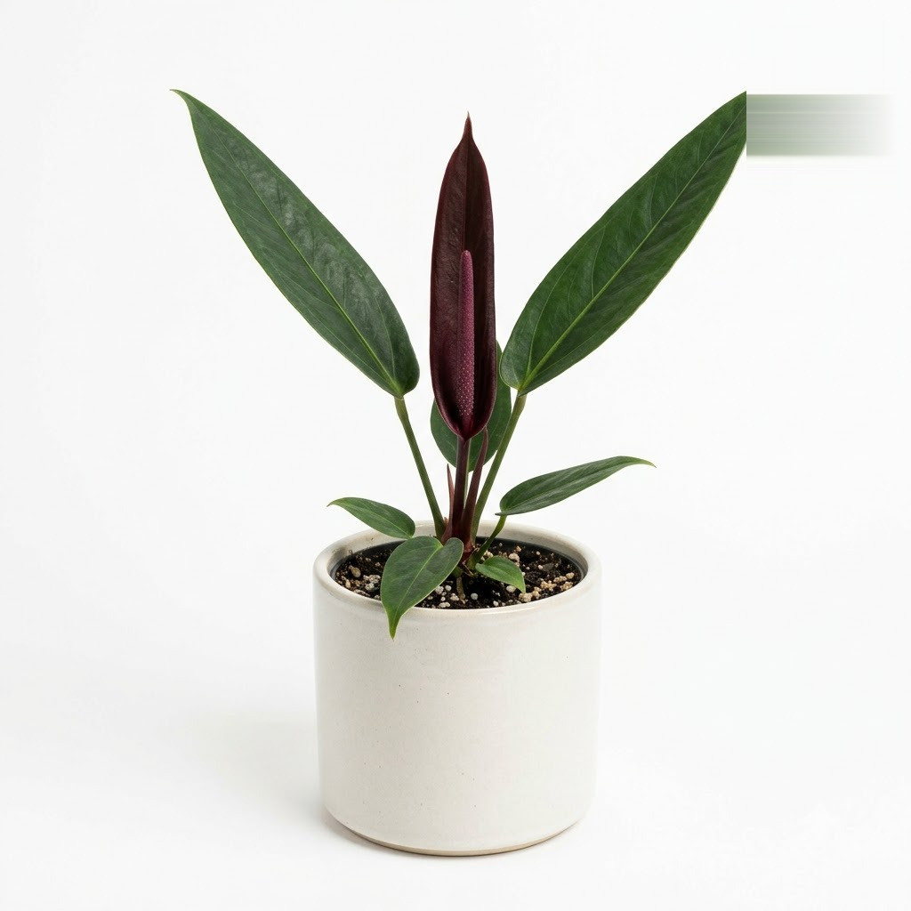 Anthurium atropurpureum potted in a white ceramic pot against a plain background.