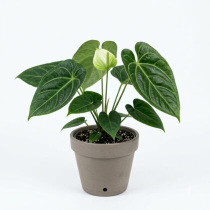 Anthurium baldinii
