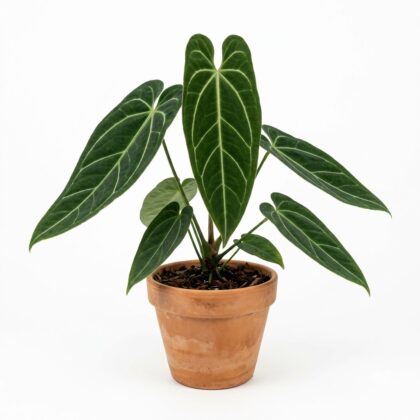 Anthurium barreranum