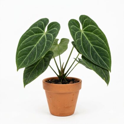 Anthurium batistae