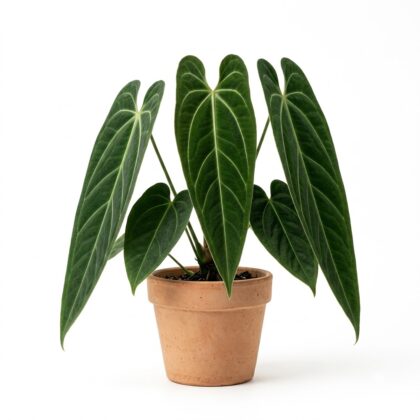 Anthurium beltianum