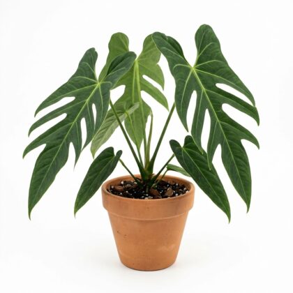 Anthurium benavidesiae