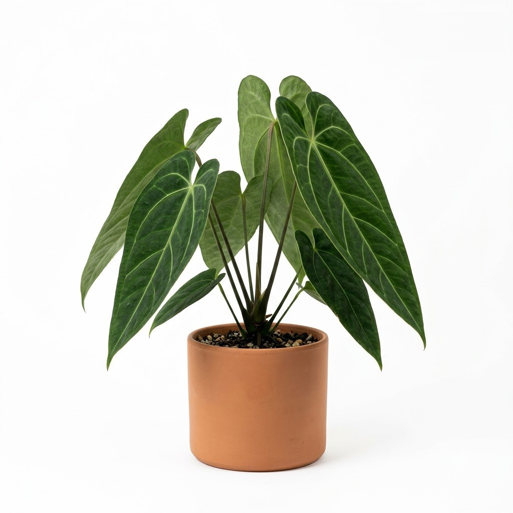Anthurium bernalii with prominent veined leaves in a terracotta pot against a white background.