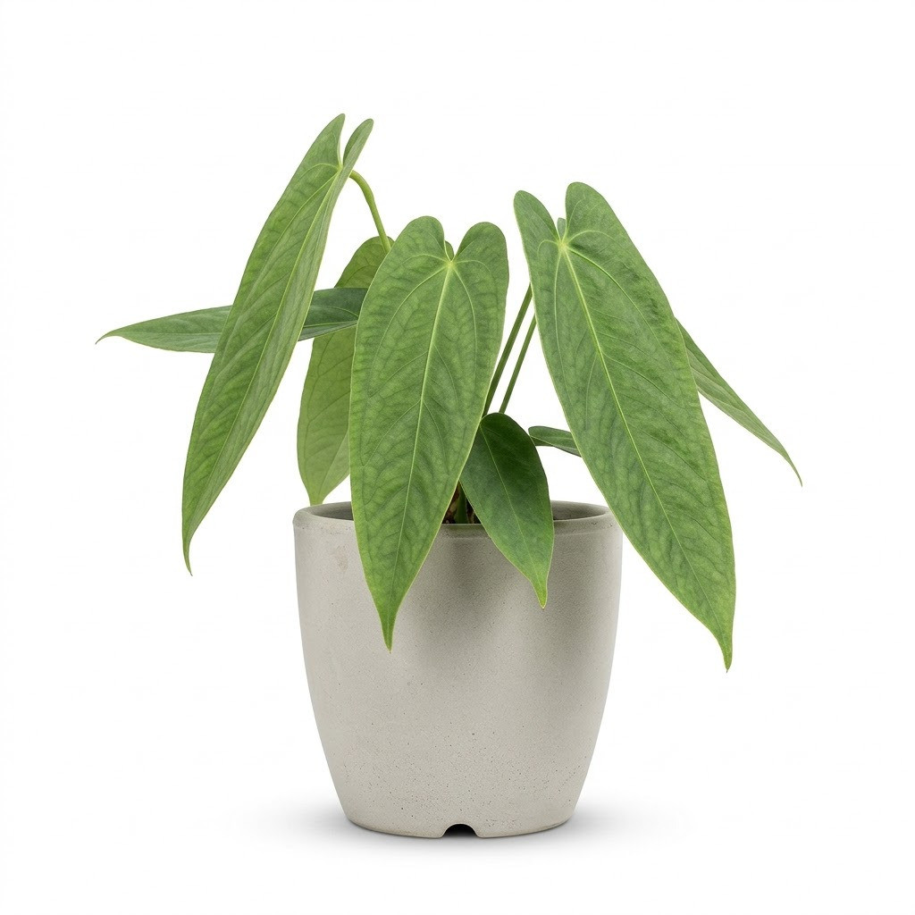 Anthurium berriozabalense with elongated green leaves in a grey pot against a white background.