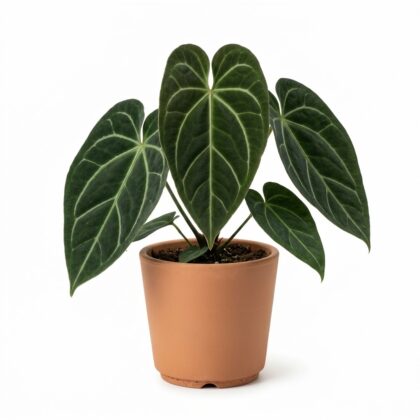 Anthurium besseae
