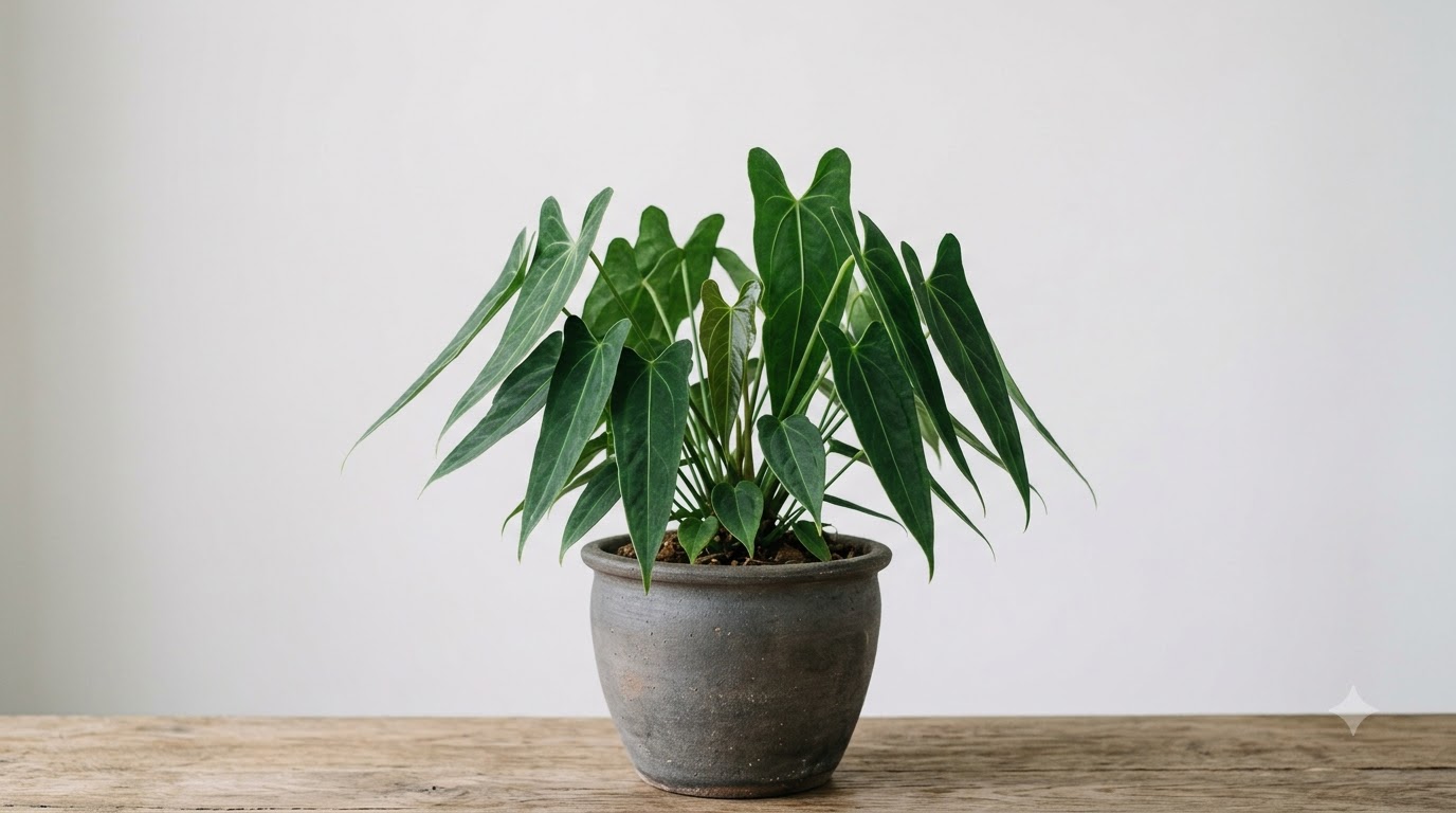 Anthurium bicordoense plant with long, pointed green leaves in a grey pot on a wooden table.