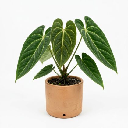 Anthurium bicordoense
