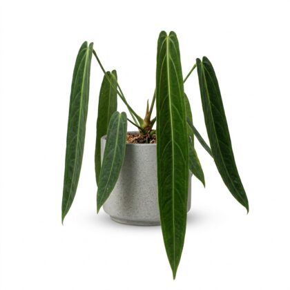 Anthurium bogneri