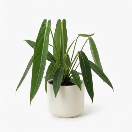 Anthurium boosianum