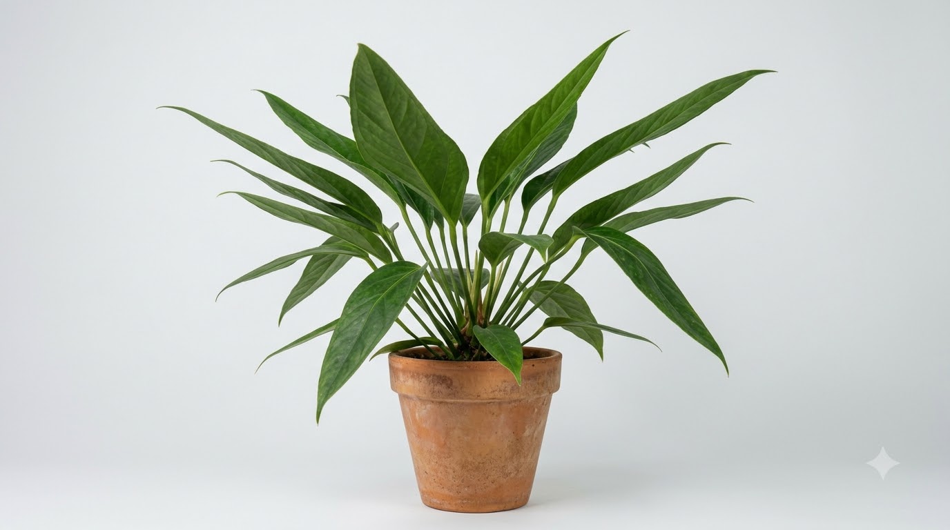Anthurium boudetii - Image 4
