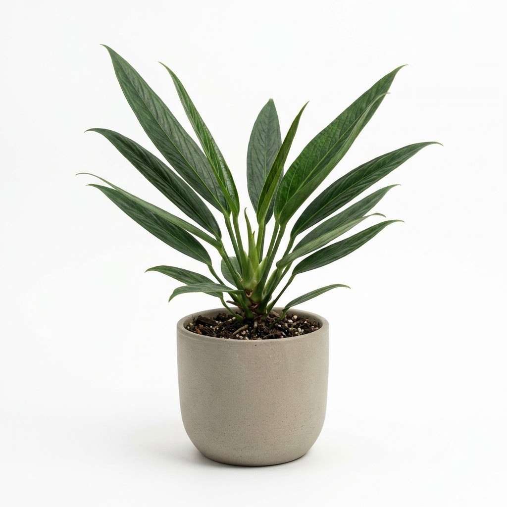 Potted Anthurium brachypodum with long, narrow green leaves in a grey ceramic pot against a white background.