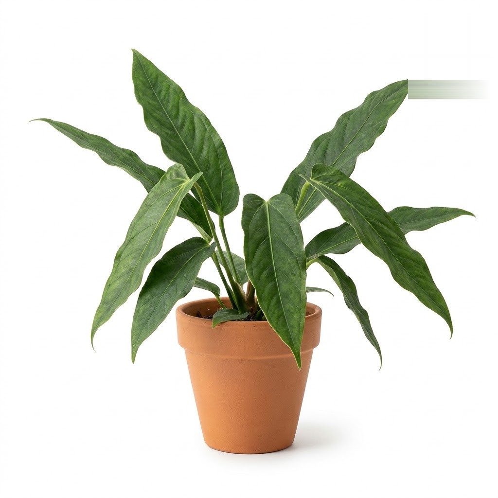 Anthurium bragae