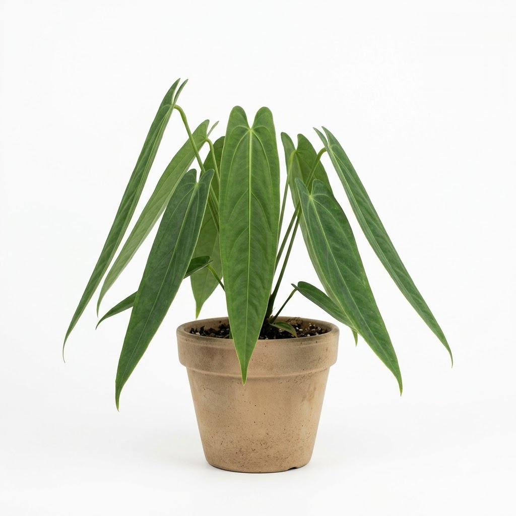 Anthurium bredemeyeri in a clay pot against a white background.