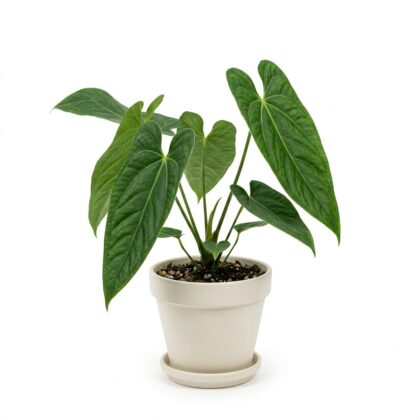 Anthurium brevipedunculatum