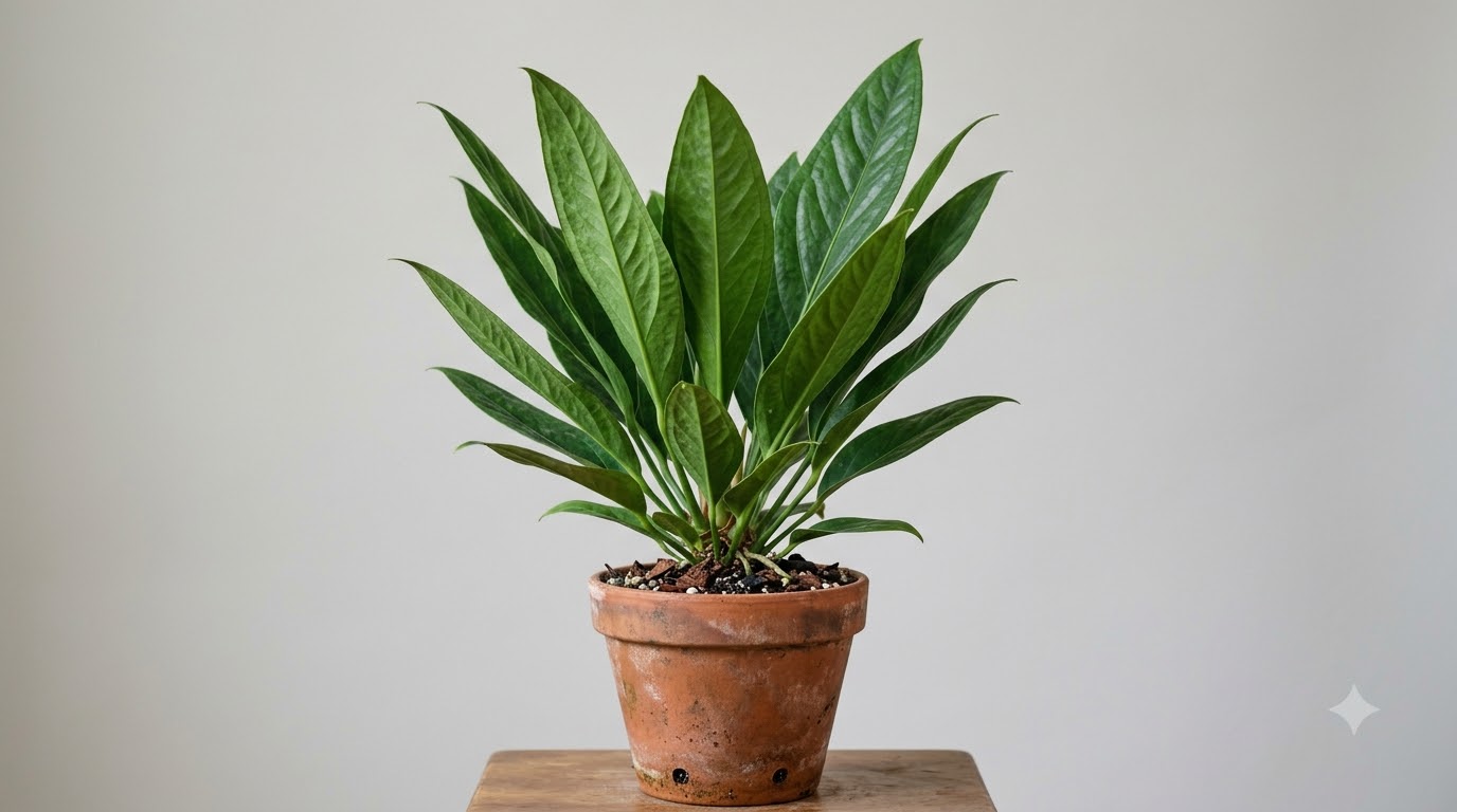 Anthurium brevipes with long green leaves growing in a terracotta pot on a wooden surface.