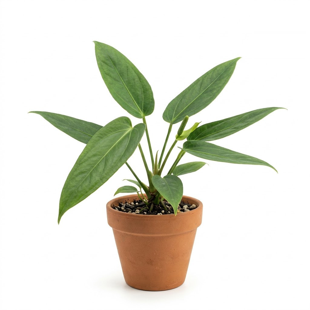 Potted Anthurium brevispadix with elongated green leaves in a terracotta pot against a white background.