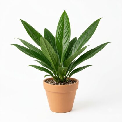 Anthurium bromelicola