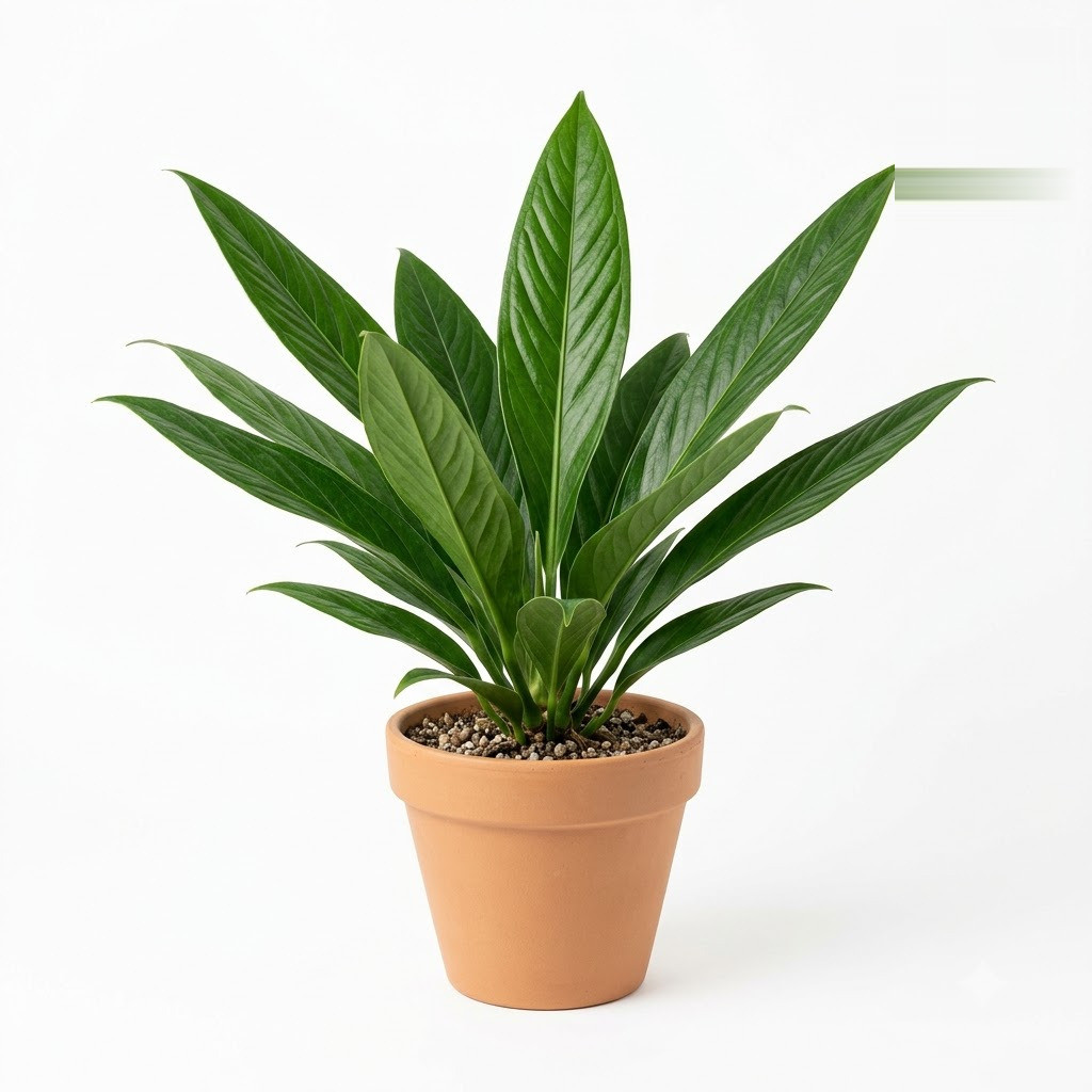 Anthurium bromelicola in a terracotta pot against a white background.