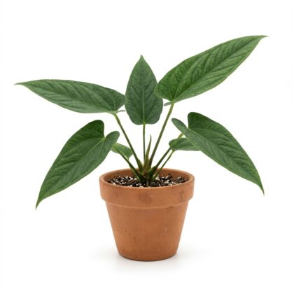 Anthurium buganum