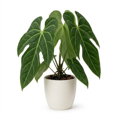 Anthurium bullianum