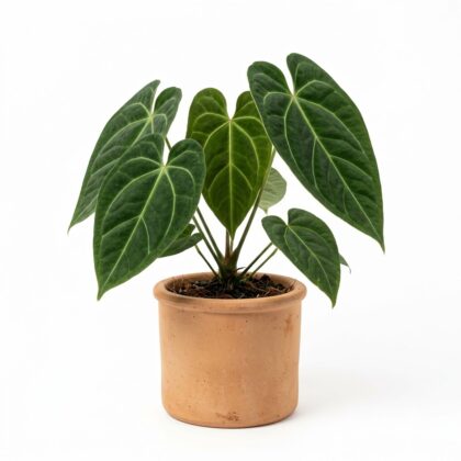 Anthurium burgeri
