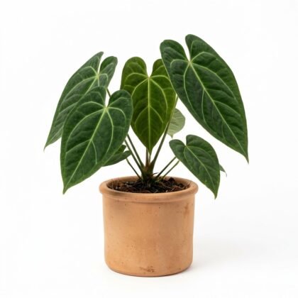 Anthurium burgeri