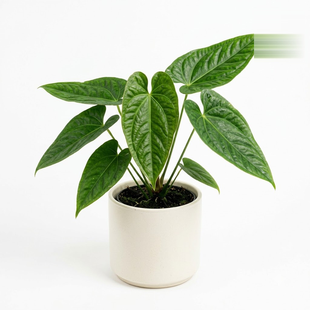 Potted Anthurium cardenasii with textured green leaves in a white ceramic pot.