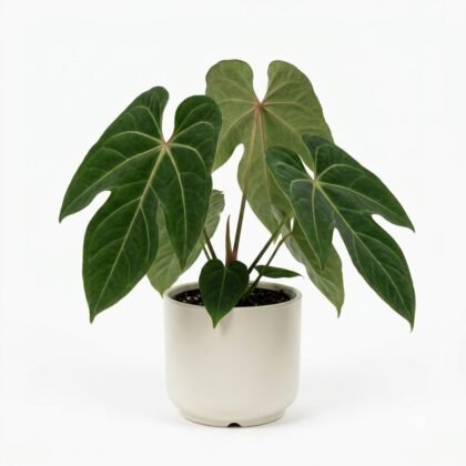 Anthurium carmenense