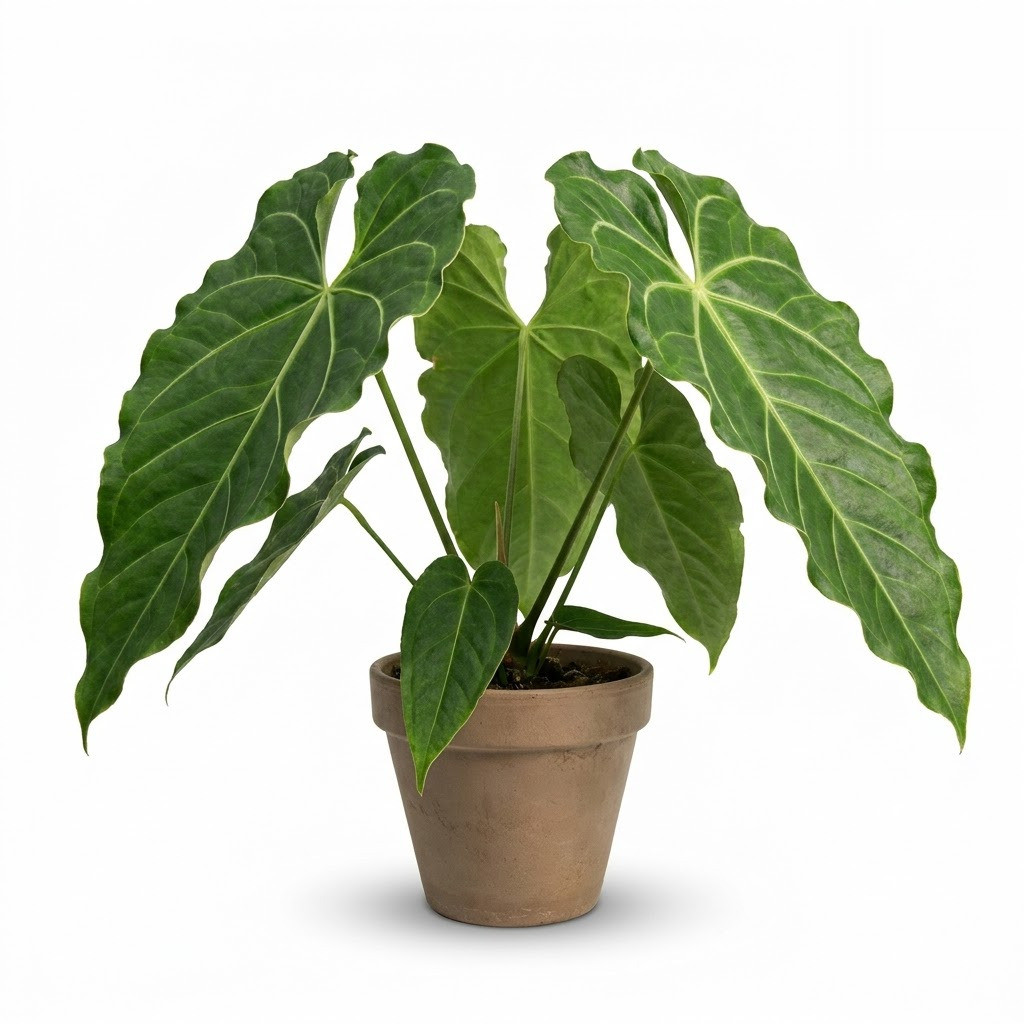 Anthurium caulorrhizum in a terracotta pot against a white background.