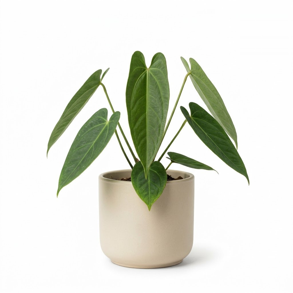 Anthurium cerropirrense - Image 2