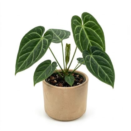Anthurium cerropirrense