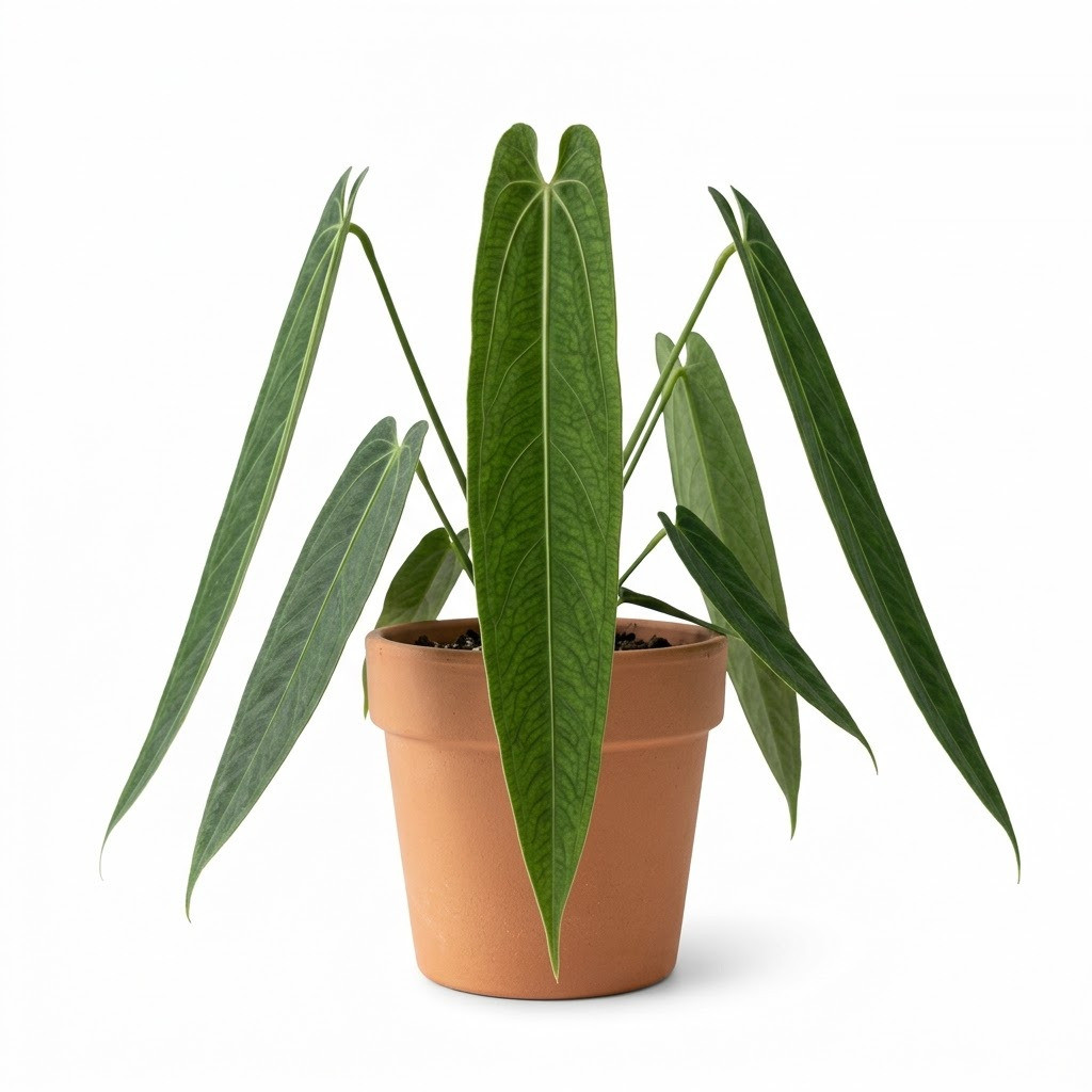 Anthurium chacoense with long, narrow green leaves in a terracotta pot on a white background.