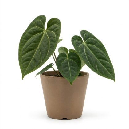 Anthurium chamulense