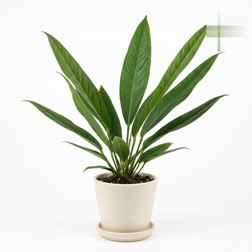 Anthurium chiapasense - Image 2