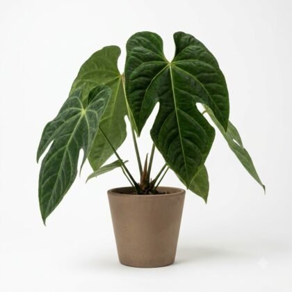 Anthurium chiapasense