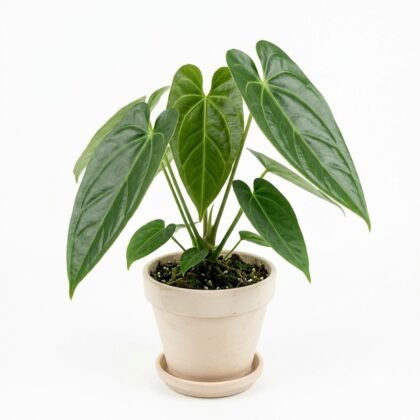 Anthurium chinchipense