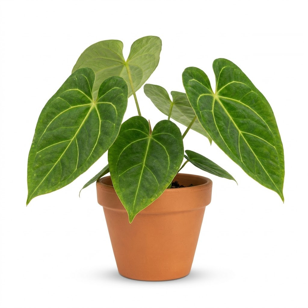Anthurium citrifolium in a terracotta pot against a white background