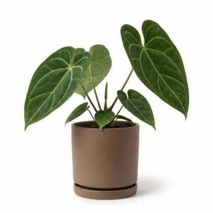 Anthurium clarkei