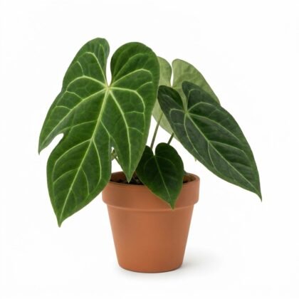 Anthurium clavatum