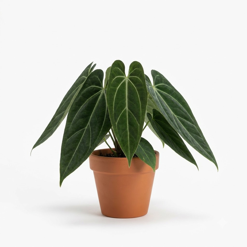 Anthurium clavigerum - Image 2