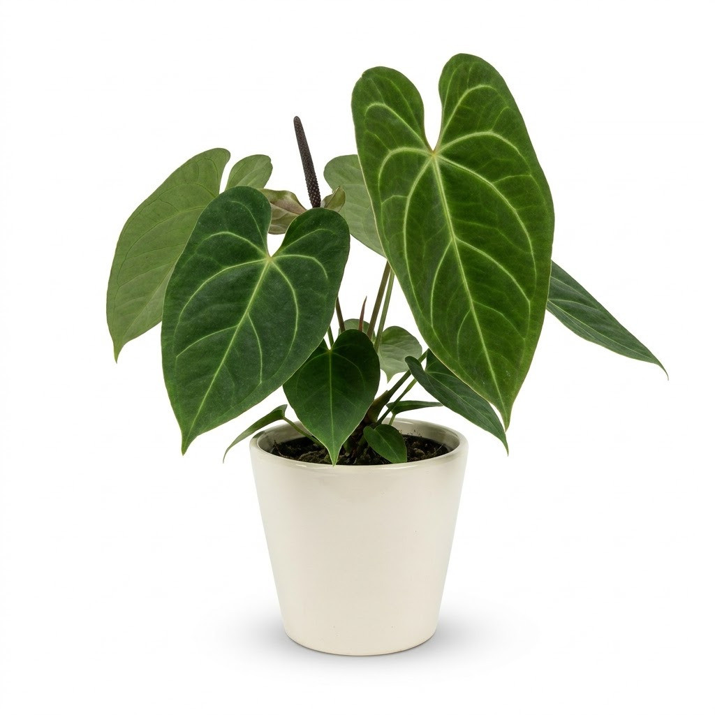 Anthurium cleistanthum with dark green velvet leaves in a white pot against a white background.