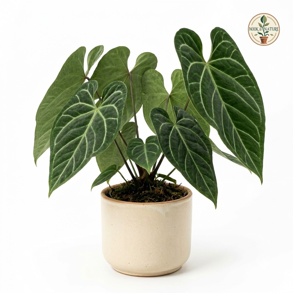 Anthurium coleomischum - Image 2