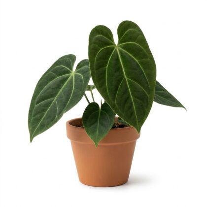 Anthurium coloradense