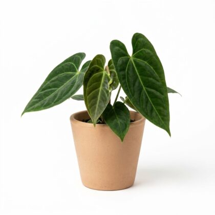 Anthurium conjunctum