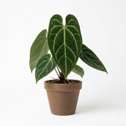 Anthurium conspicuum